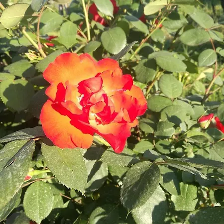 Il Melograno * Torrita di Siena